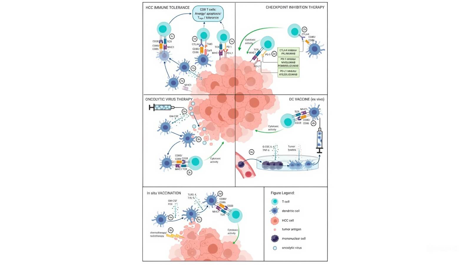 Dendritic cell—T cell-tumor interactions