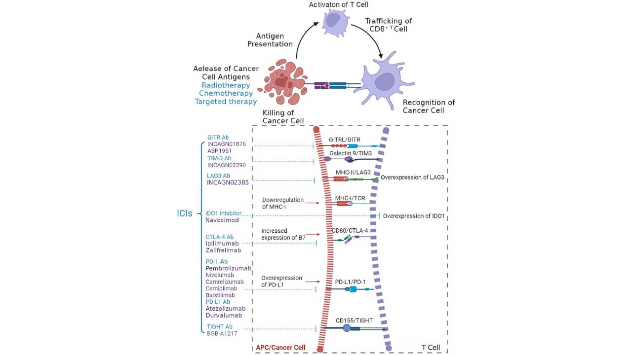 Mechanism of action of immune checkpoint inhibitors in the anticancer immune response